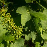 South African Vineyards