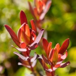 Farming South Africa