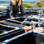 aqunion abalone farming