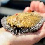 aqunion abalone farming