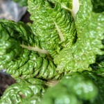 Subsistence farmers South Africa