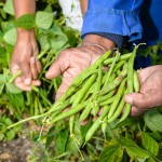 Subsistence farmers South Africa