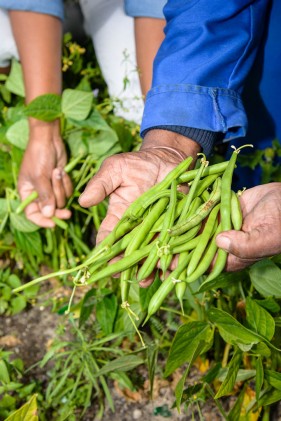 Subsistence farmers South Africa