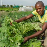 Community gardens South Africa