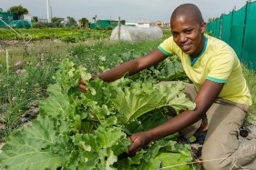 Community gardens South Africa