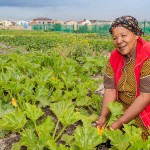 Community gardens South Africa