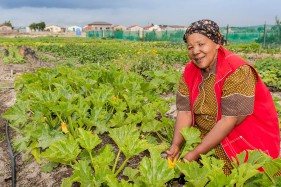 Community gardens South Africa