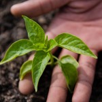 Community gardens South Africa