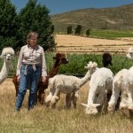 Wool farming South Africa