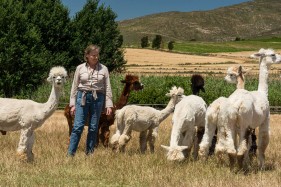 Wool farming South Africa