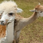 South African wool farming