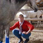 Horse breeding South Africa