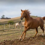Horse breeding South Africa