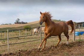 Horse breeding South Africa