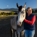 Horse breeding South Africa