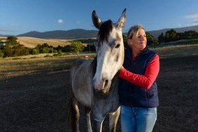 Horse breeding South Africa