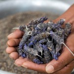 Lavender farming South Africa