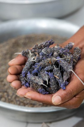 Lavender farming South Africa