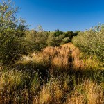 Olive farming South Africa