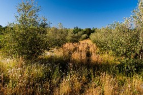 Olive farming South Africa