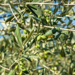 Olive farming South Africa