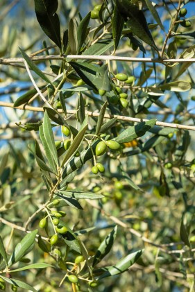 Olive farming South Africa