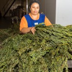 Cape Honeybush Tea packaging