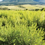 Cape Honeybush Tea farming