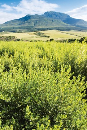 Cape Honeybush Tea farming