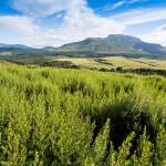 Cape Honeybush Tea farming