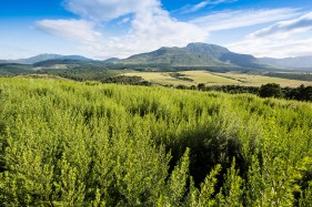 Cape Honeybush Tea farming