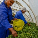 Salad farming South Africa