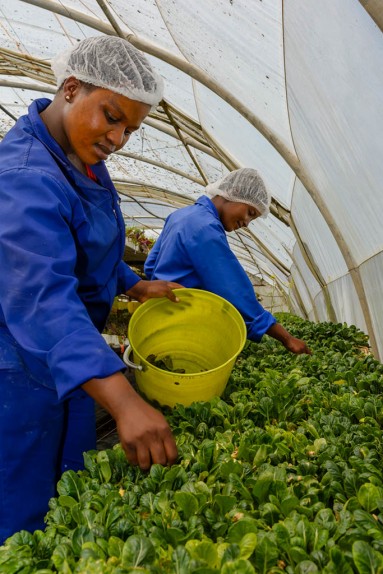 Salad farming South Africa