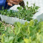 Salad farming South Africa