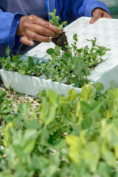 Salad farming South Africa