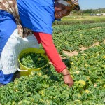 Salad farming South Africa