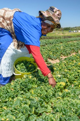 Salad farming South Africa