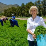 Salad farming South Africa