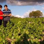 South African wine farming