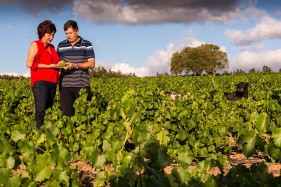 South African wine farming