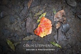 Nature Photographer Garden Route
