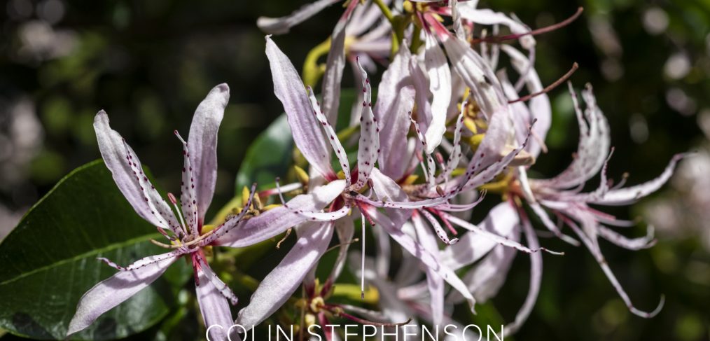 Nature Photographer Garden Route