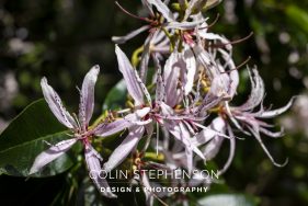 Nature Photographer Garden Route