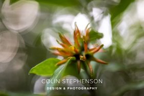 Nature Photographer Garden Route