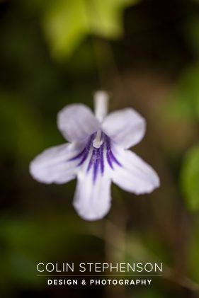 Nature Photographer Garden Route