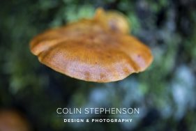 Garden Route Guided Photography Walks