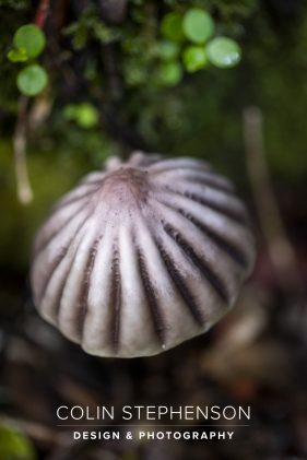 Nature Photographer Garden Route