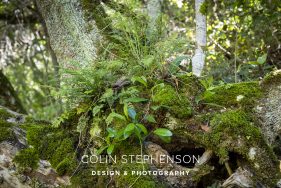 Nature Photographer Garden Route