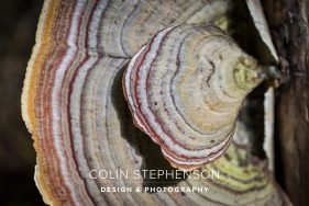 Nature Photographer Garden Route