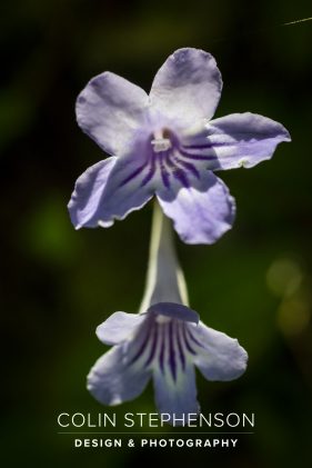 Nature Photographer Garden Route